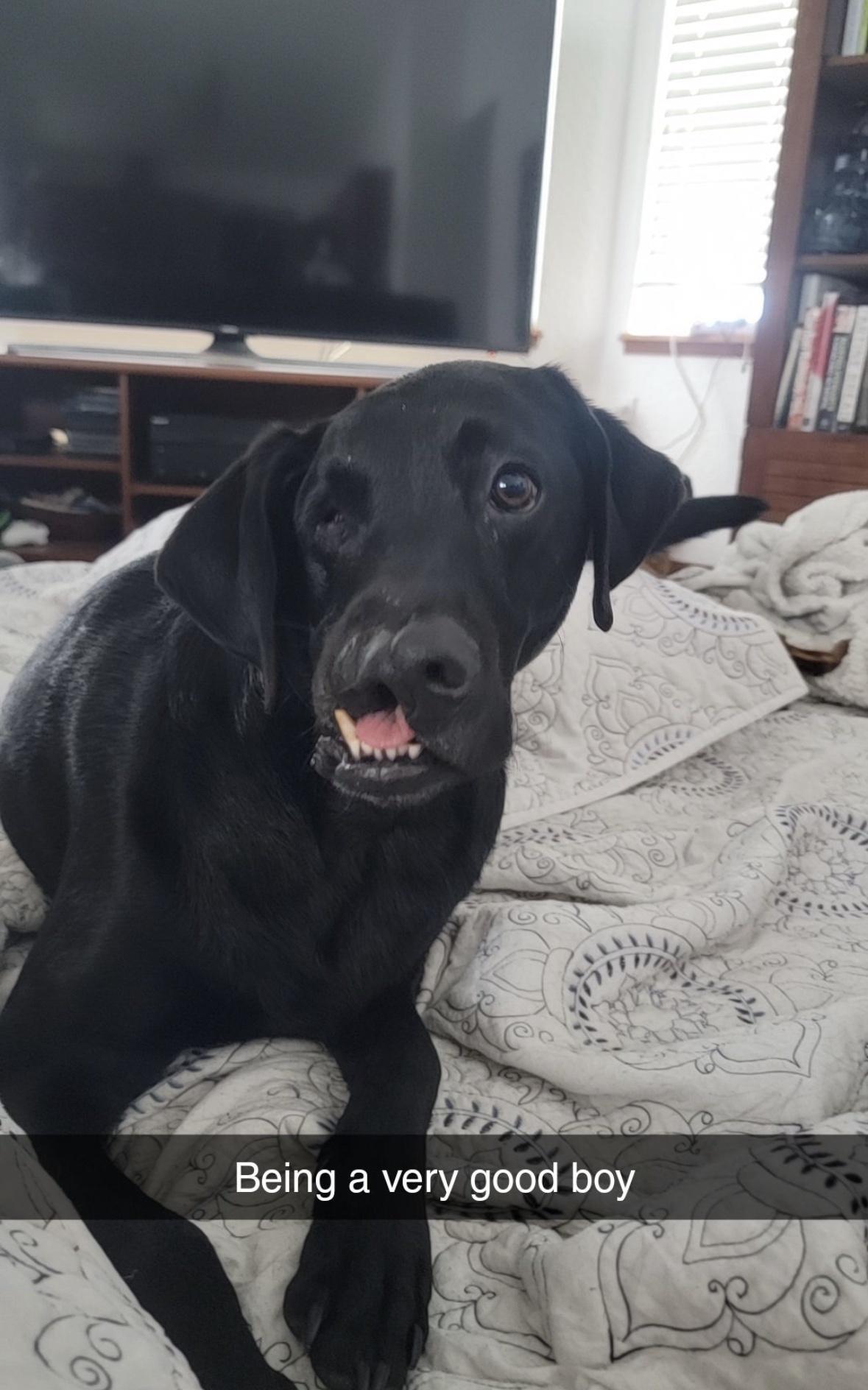 Being a very good boy QM