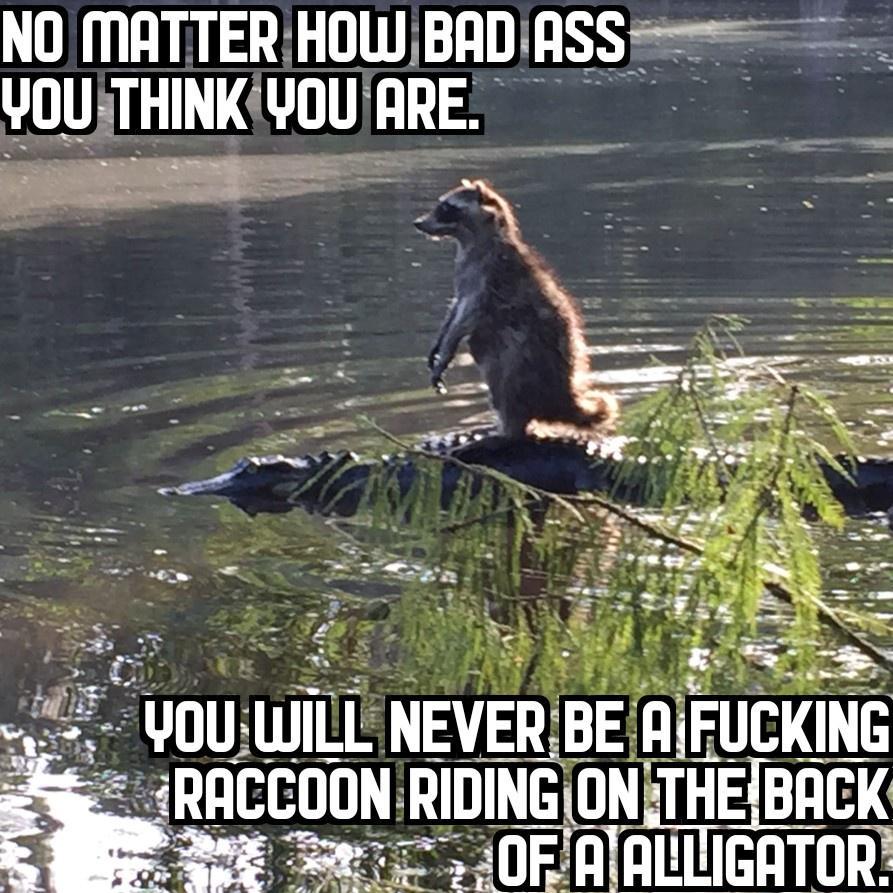 NO MATTERHOWBADIASS UUUaTHINKUIU FIRE UUUIIIILL NEVER BE _ RACCOON nuumums BACK T S0FAIALLIGATOR