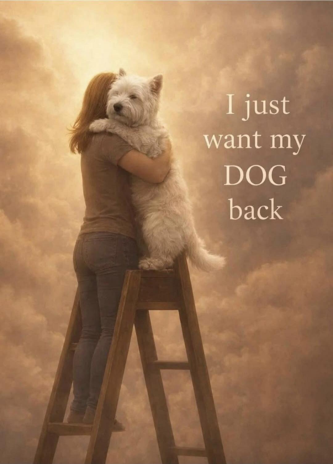 I just want my DOG back