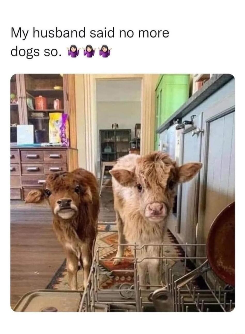 My husband said no more dogs so
