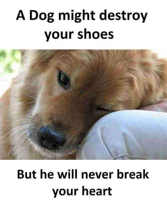 A Dog might destroy your shoes But he will never break your heart