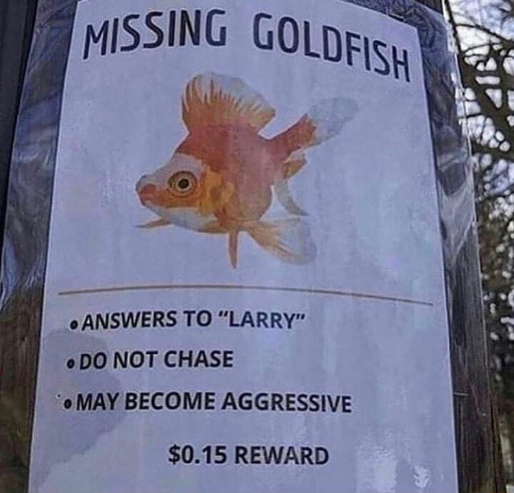 MISSING GOLprg 4 ANSWERS TO LARRY e DO NOT CHASE o MAY BECOME AGGRESSIVE 015 REWARD