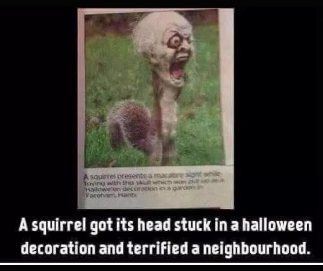 A squirrel presents a macabre sight while toying with this skull which was put up as a Halloween decoration in a garden in Fareham, Hants. A squirrel got its head stuck in a halloween decoration and terrified a neighbourhood.