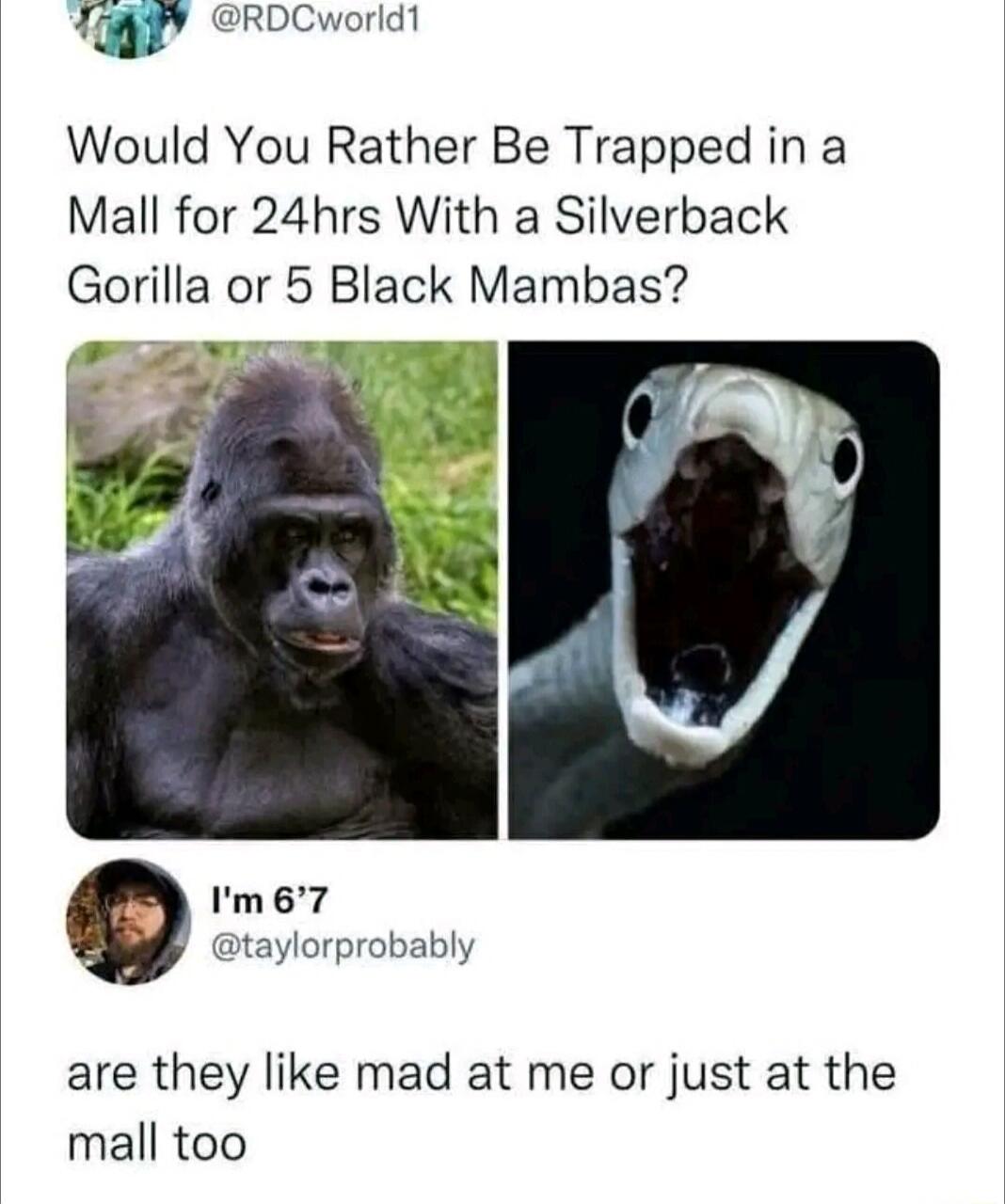 Irp RDCworld1 Would You Rather Be Trapped in a Mall for 24hrs With a Silverback Gorilla or 5 Black Mambas m67 taylorprobably are they like mad at me or just at the mall too