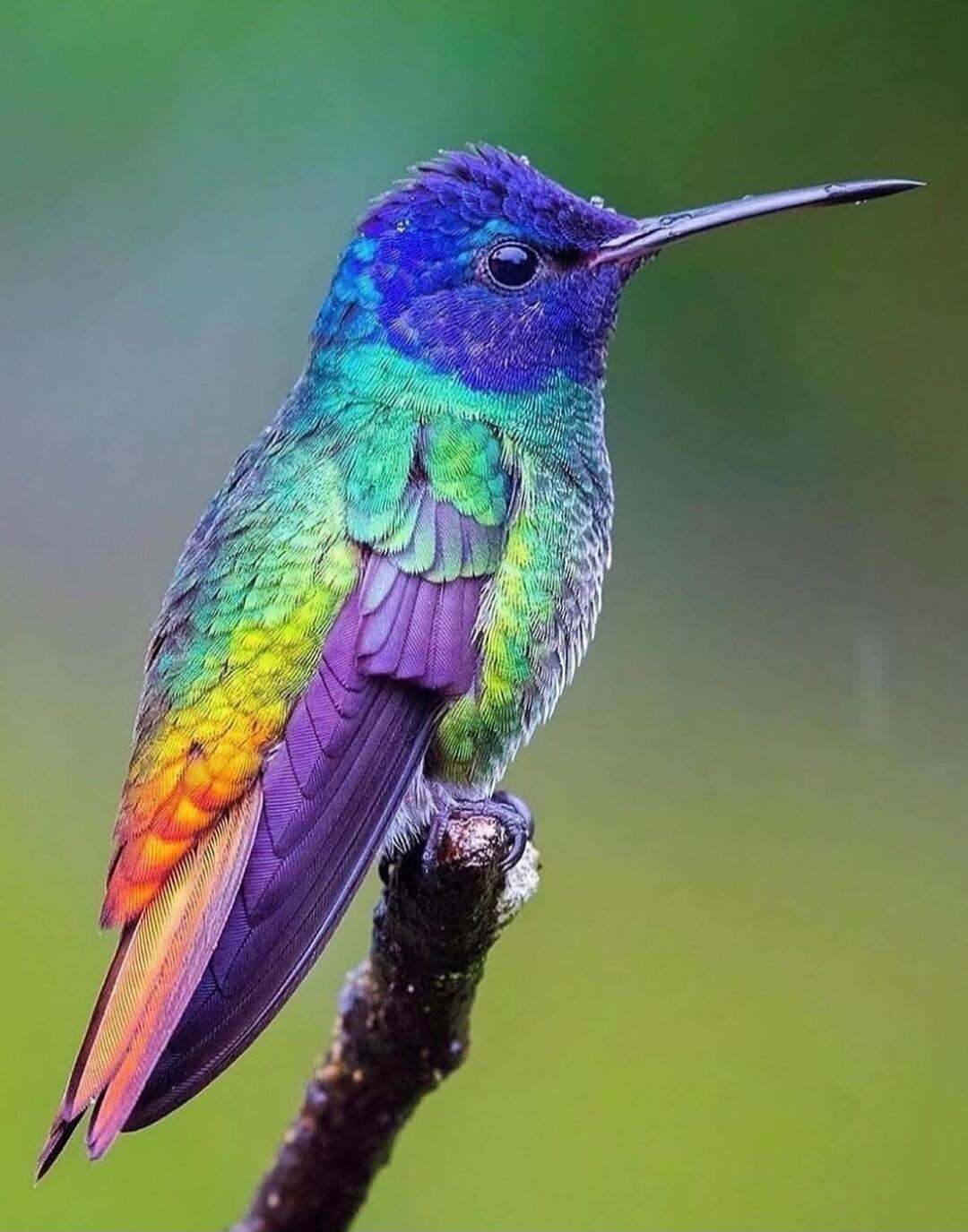 A colorful hummingbird perched on a twig.