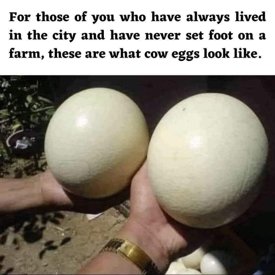 For those of you who have always lived in the city and have never set foot on a farm these are what cow eggs look like