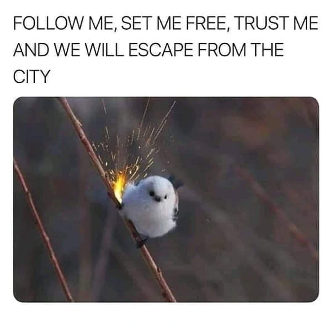 FOLLOW ME SET ME FREE TRUST ME AND WE WILL ESCAPE FROM THE CITY