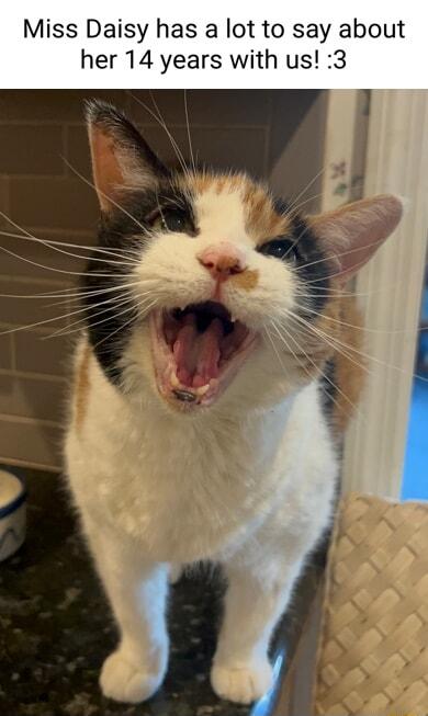 Miss Daisy has a lot to say about her 14 years with us 3