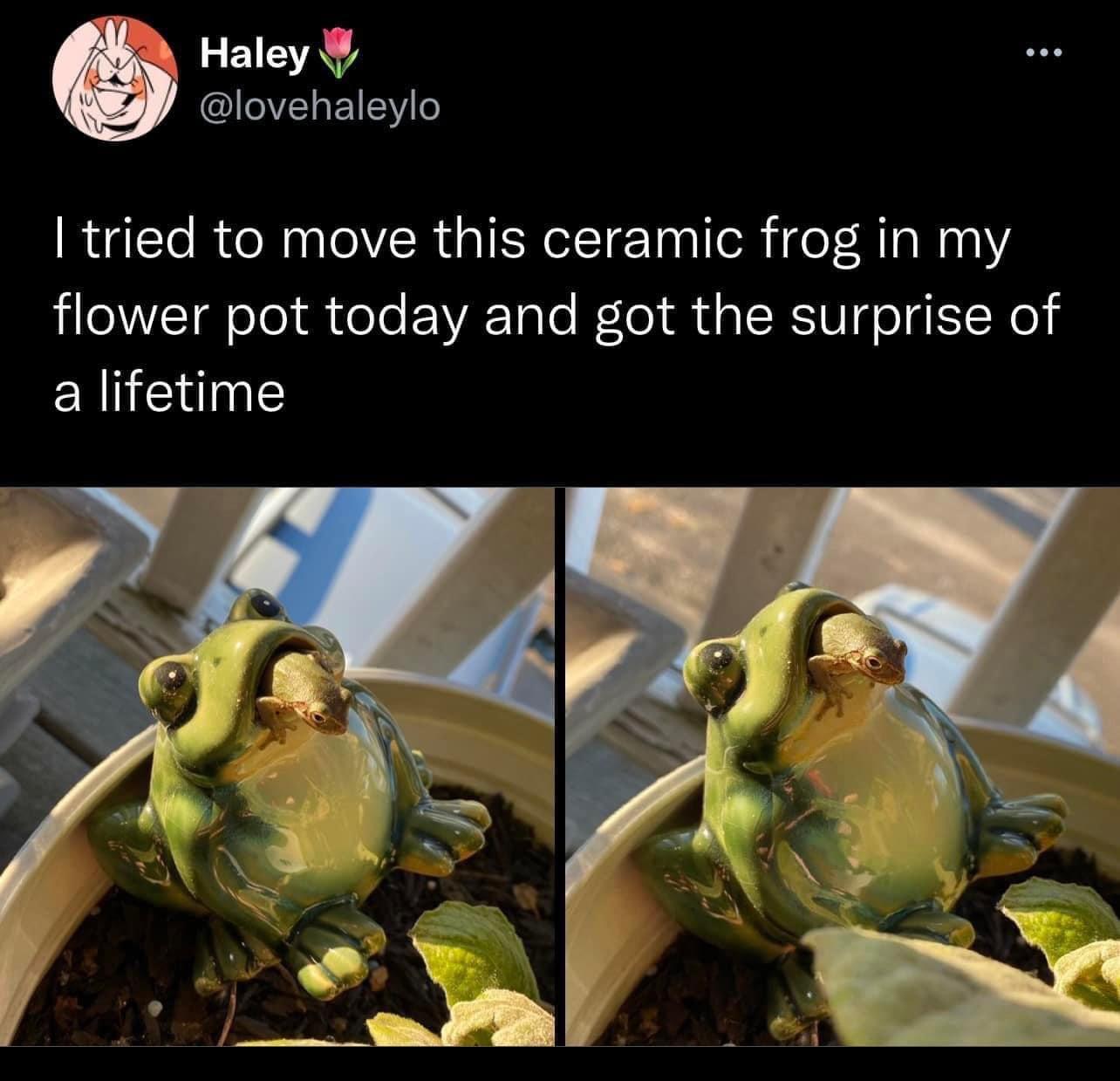 Haley lovehaleylo tried to move this ceramic frog in my flower pot today and got the surprise of a lifetime