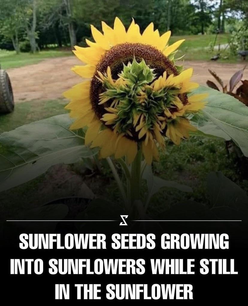 X SUNFLOWER SEEDS GROWING INTO SUNFLOWERS WHILE STILL IN THE SUNFLOWER