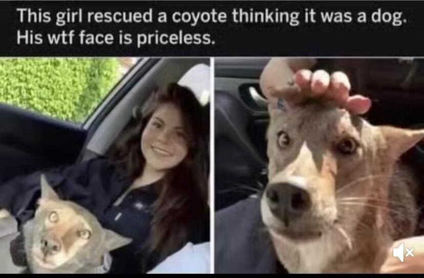 This girl rescued a coyote thinking it was a dog His wtf face is pnceless