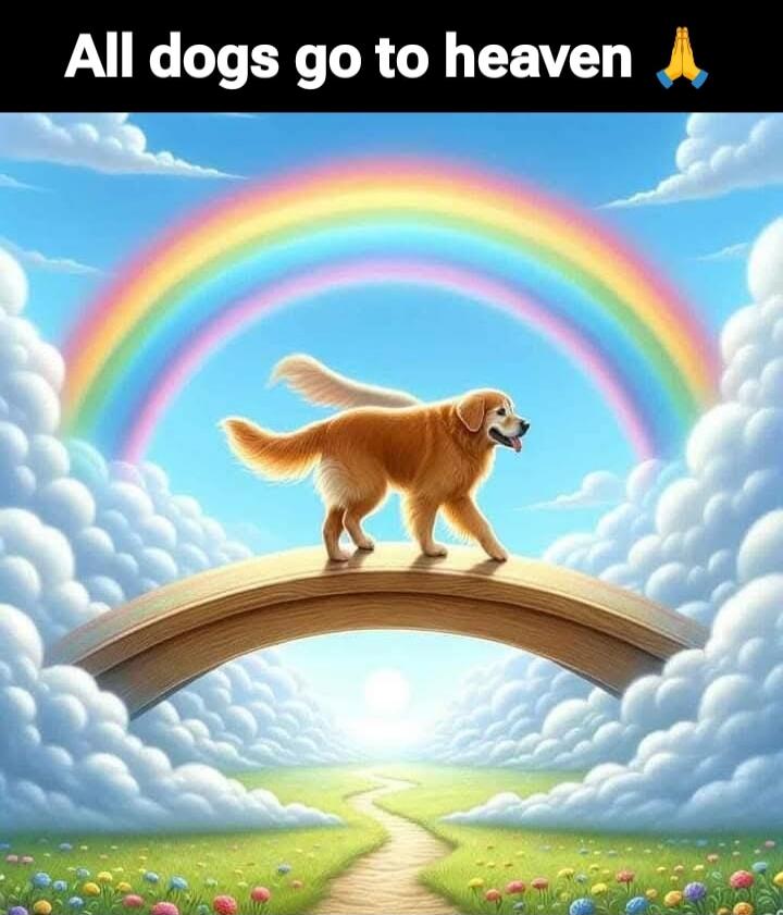 All dogs go to heaven 🙏