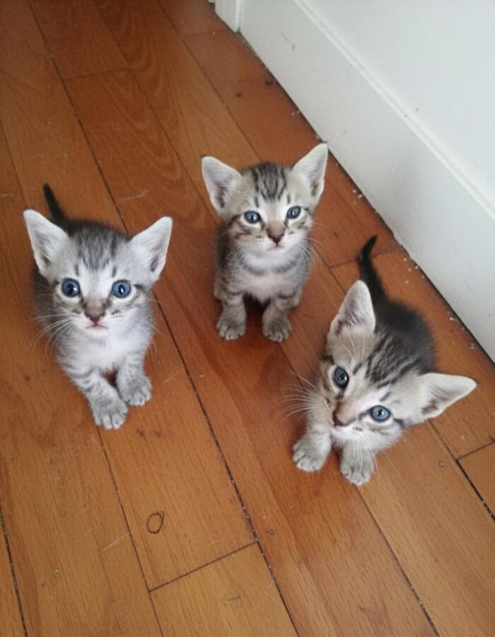 Three gray striped kittens sitting on a wooden floor, looking up at the camera.