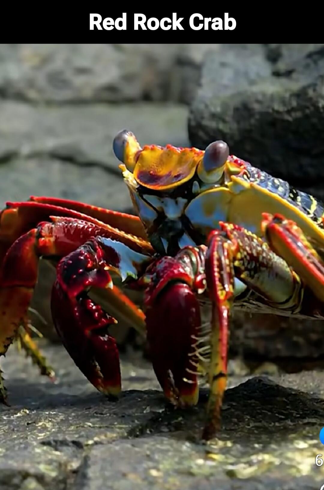 Red Rock Crab