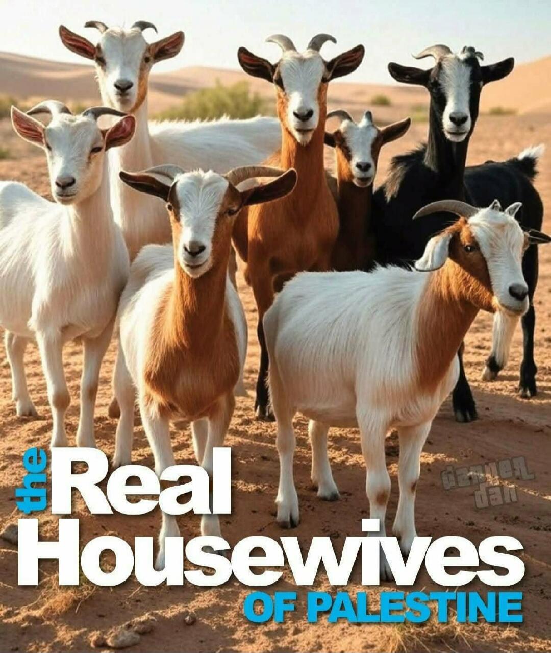 the Real Housewives OF PALESTINE