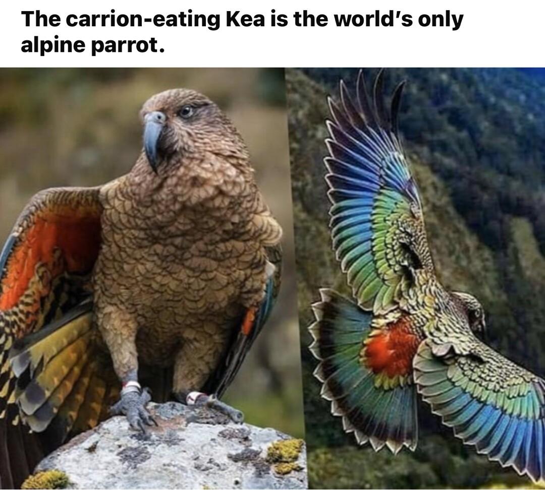 The carrion eating Kea is the worlds only alpine parrot