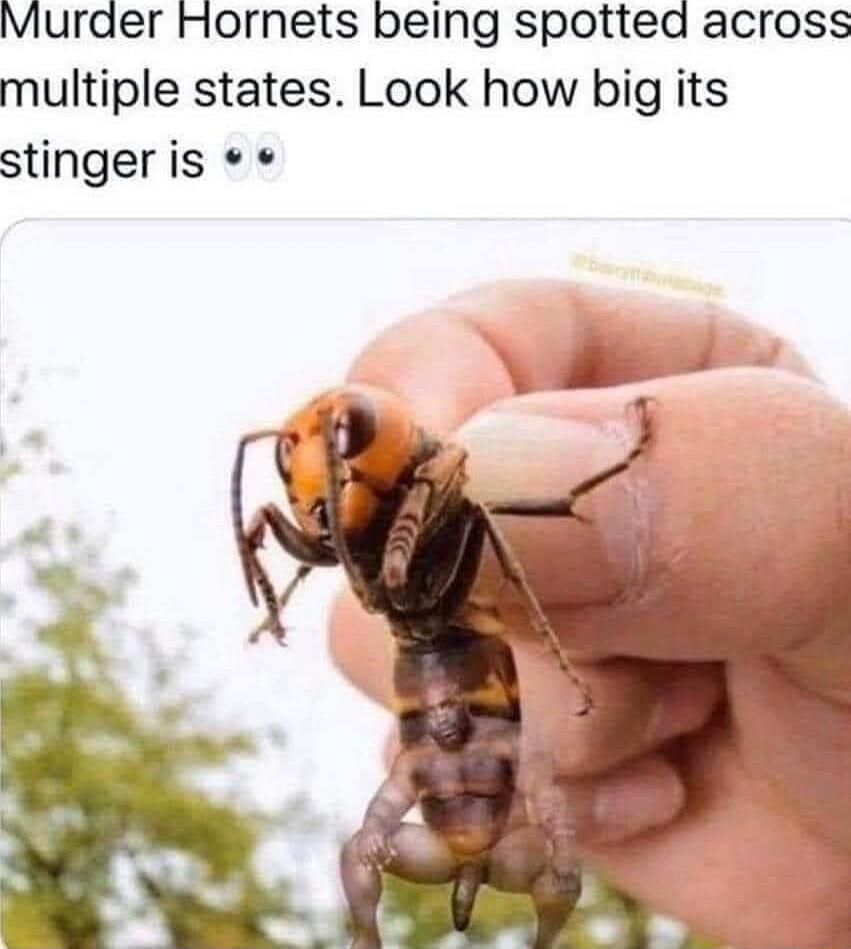Murder Hornets being spotted across multiple states Look how big its stinger is