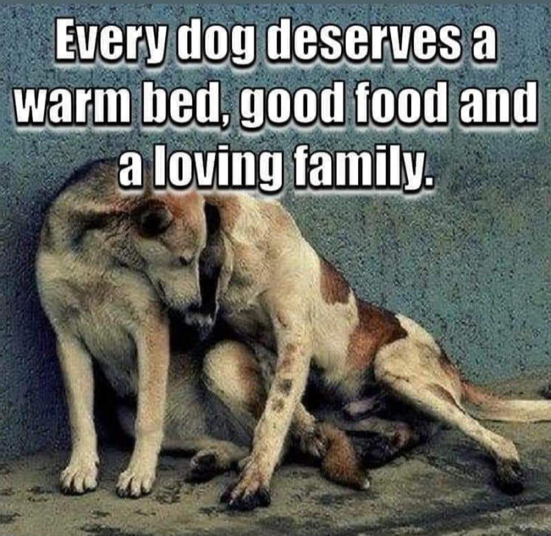 Every dog deserves a warm bed, good food and a loving family.