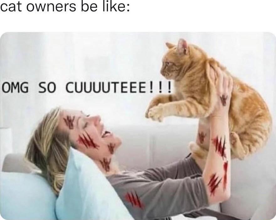 cat owners pbe like L OMG SO CUUUUTEEE P 8 _