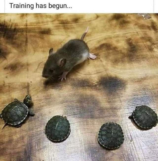 Training has begun