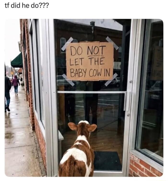 tf did he do??? DO NOT LET THE BABY COW IN