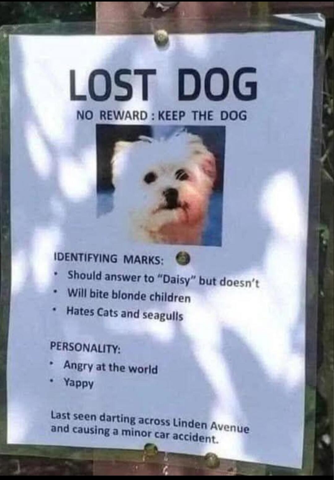 LOST DOG NO REWARD : KEEP THE DOG IDENTIFYING MARKS: Should answer to 