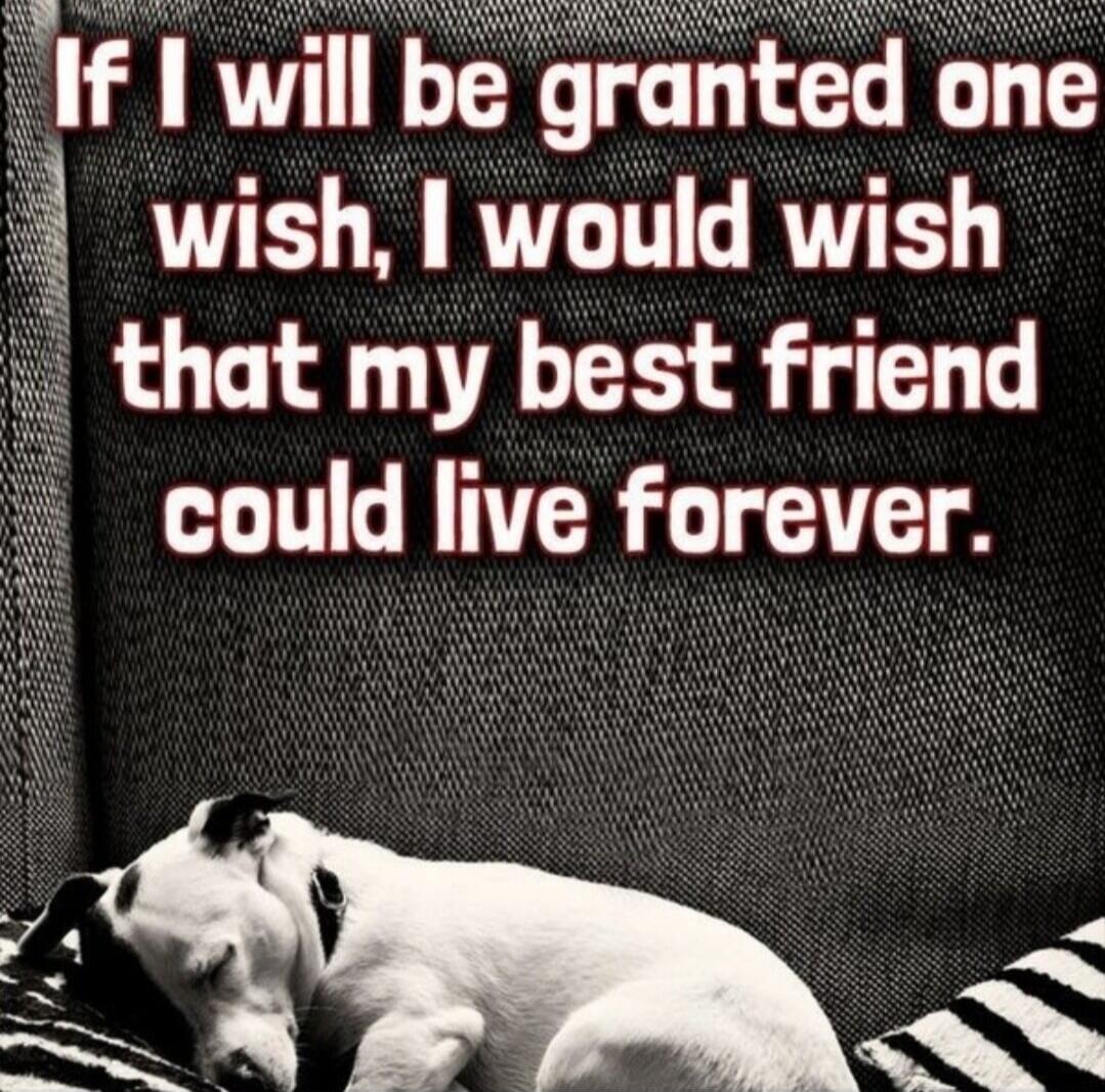 If I will be granted one wish, I would wish that my best friend could live forever.