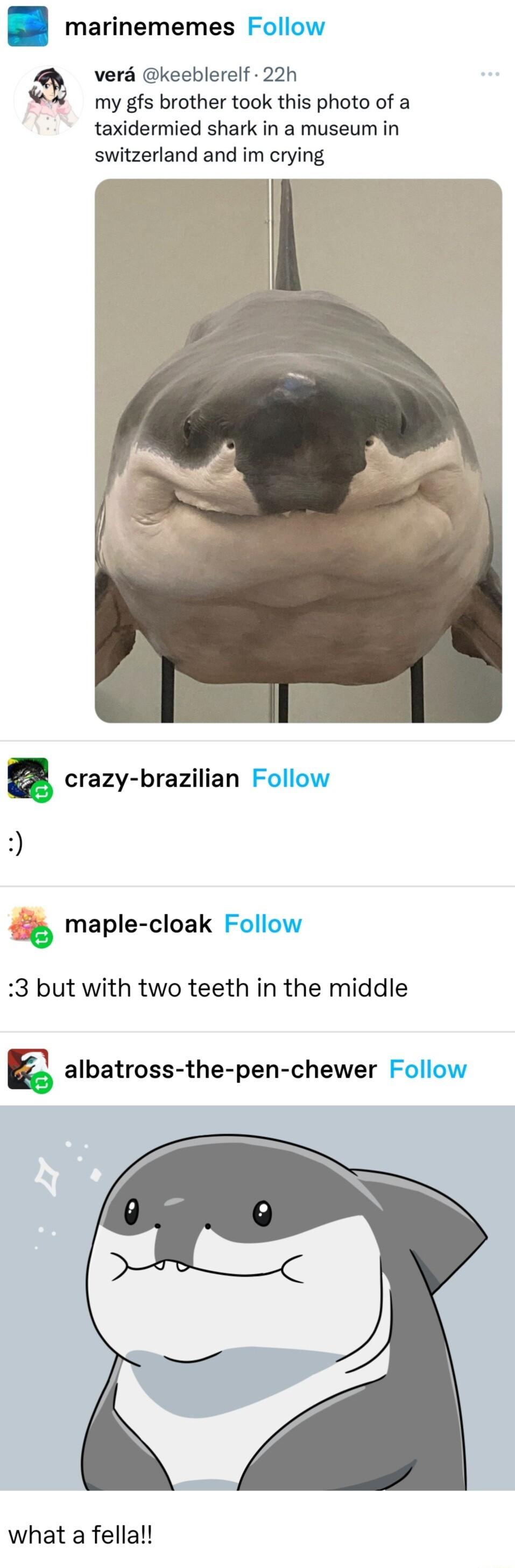 g marinememes Folloy a vera keeblerelf 22h my gfs brother took this photo of a taxidermied shark in a museum in switzerland and im crying crazy brazilian Fo Qmaple cloak Follo 3 but with two teeth in the middle E albatross the pen chewer Follo what a fella
