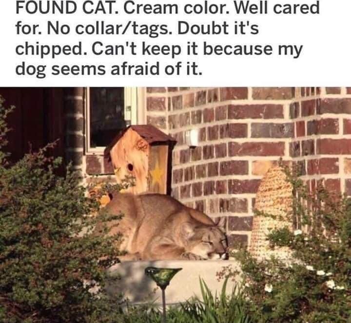 for No collartags Doubt its chipped Cant keep it because my dog seems afraid of it