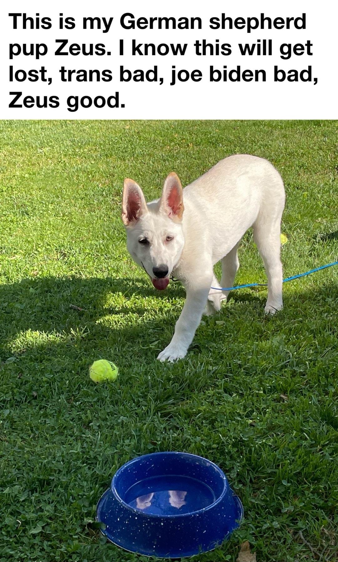 This is my German shepherd pup Zeus know this will get lost trans bad joe biden bad Zeus good