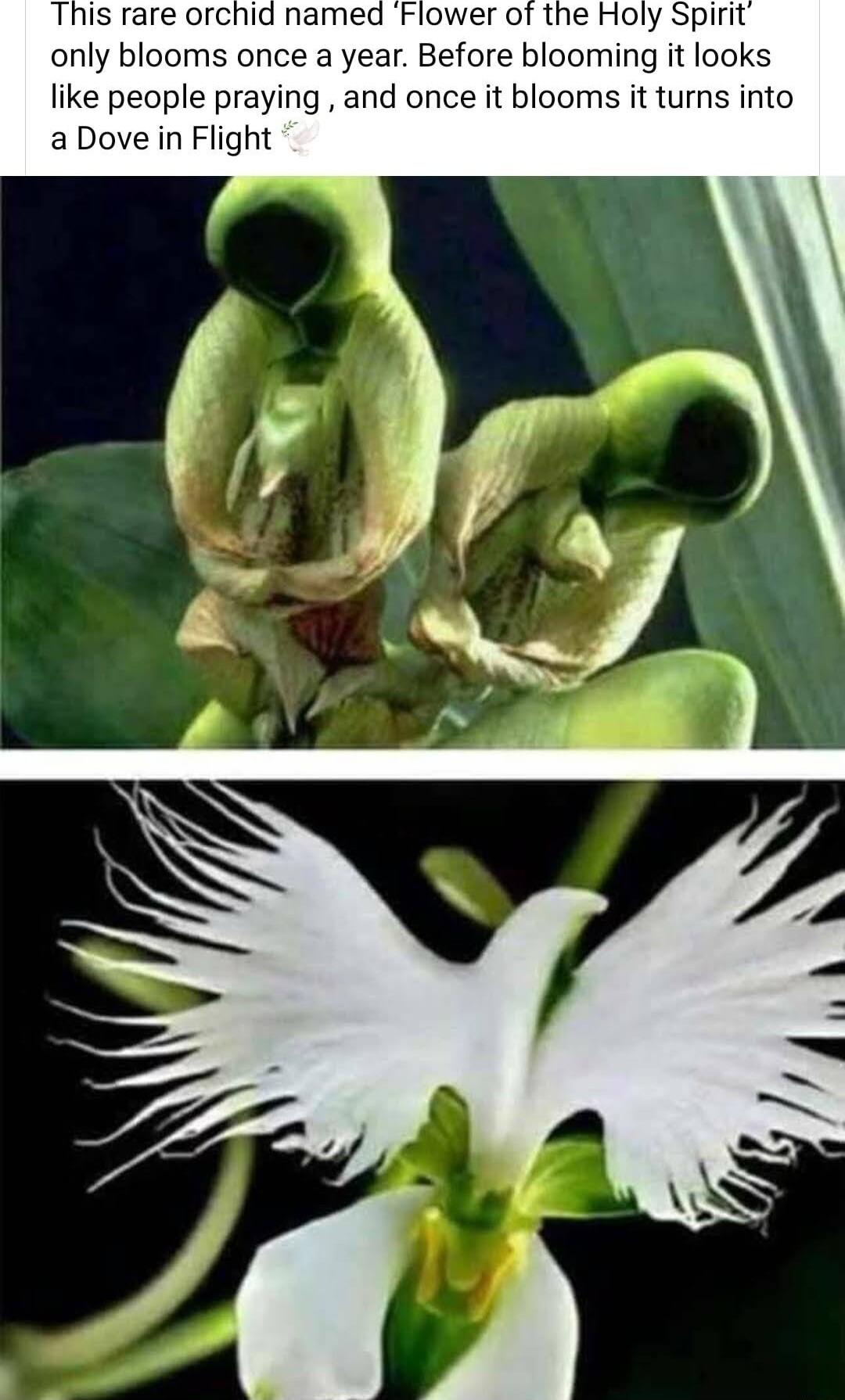 This rare orchid named Flower of the Holy Spirit only blooms once a year Before blooming it looks like people praying and once it blooms it turns into a Dove in Flight