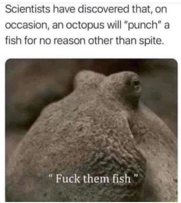 Scientists have discovered that on occasion an octopus will punch a fish for no reason other than spite Fuck them fish 88