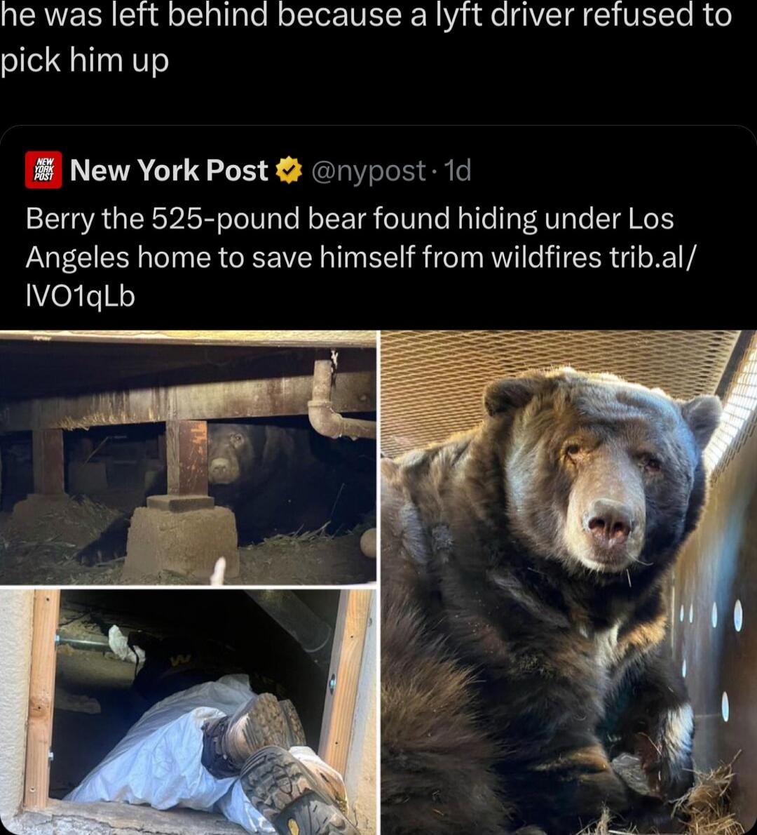 QEAVERR S olcalpTe RolTor NSRRI p e G VELTo R o pick him up New York Post nypost 1d Berry the 525 pound bear found hiding under Los Angeles home to save himself from wildfires tribal IVO1qLb