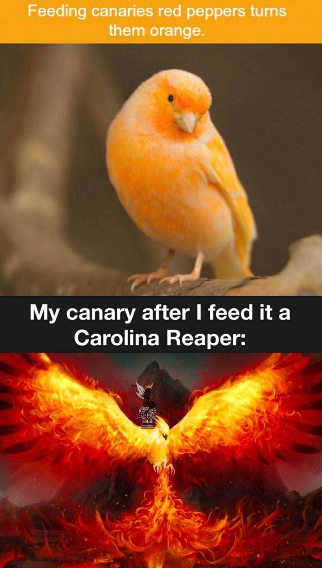 7 My canary ELCTARCEL R Carolina Reaper