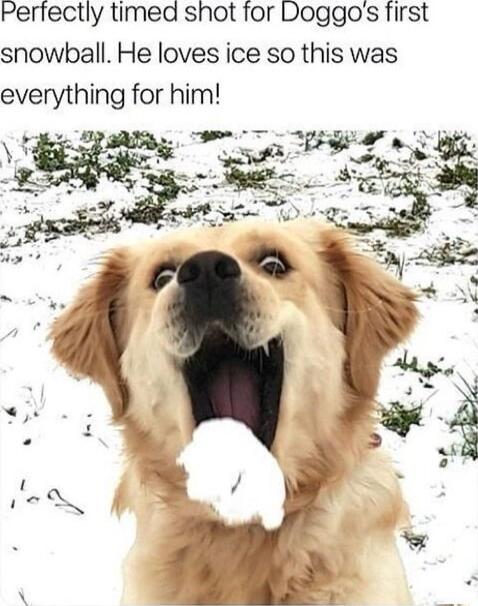 Perfectly timed shot for Doggos first snowball He loves ice so this was everything for him DA B e S5