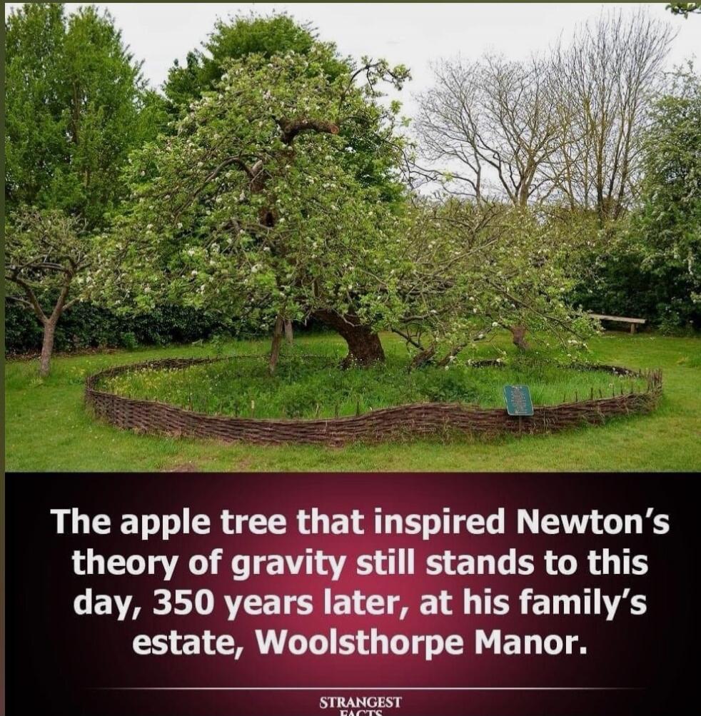 The apple tree that inspired Newton’s theory of gravity still stands to this day, 350 years later, at his family’s estate, Woolsthorpe Manor.