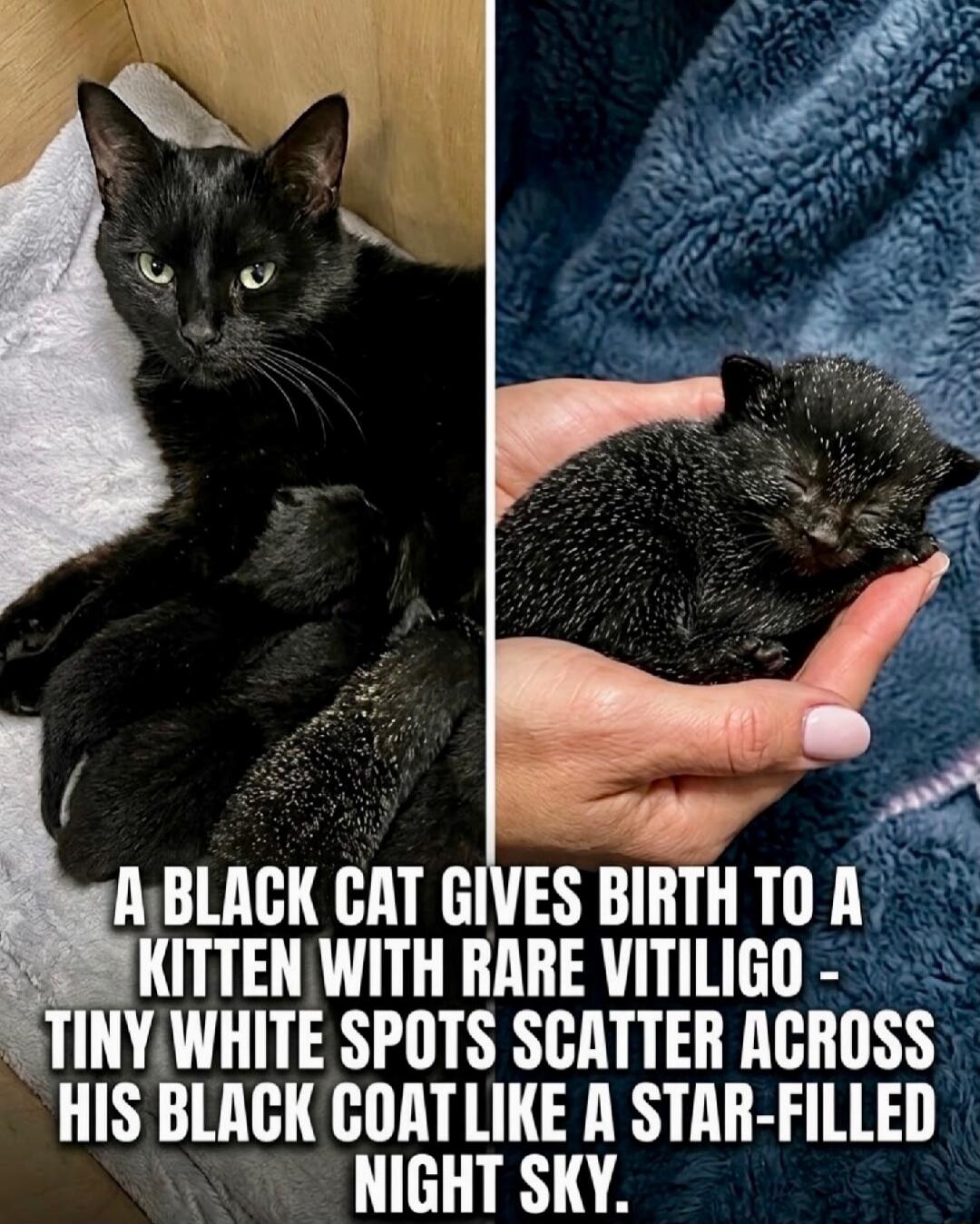 A BLACK CAT GIVES BIRTH TO A KITTEN WITH RARE VITILIGO - TINY WHITE SPOTS SCATTER ACROSS HIS BLACK COAT LIKE A STAR-FILLED NIGHT SKY.