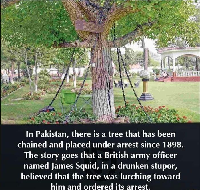 In Pakistan there is a tree that has been chained and placed under arrest since 1898 The story goes that a British army officer named James Squid in a drunken stupor believed that the tree was lurching toward him and ordered its arrest