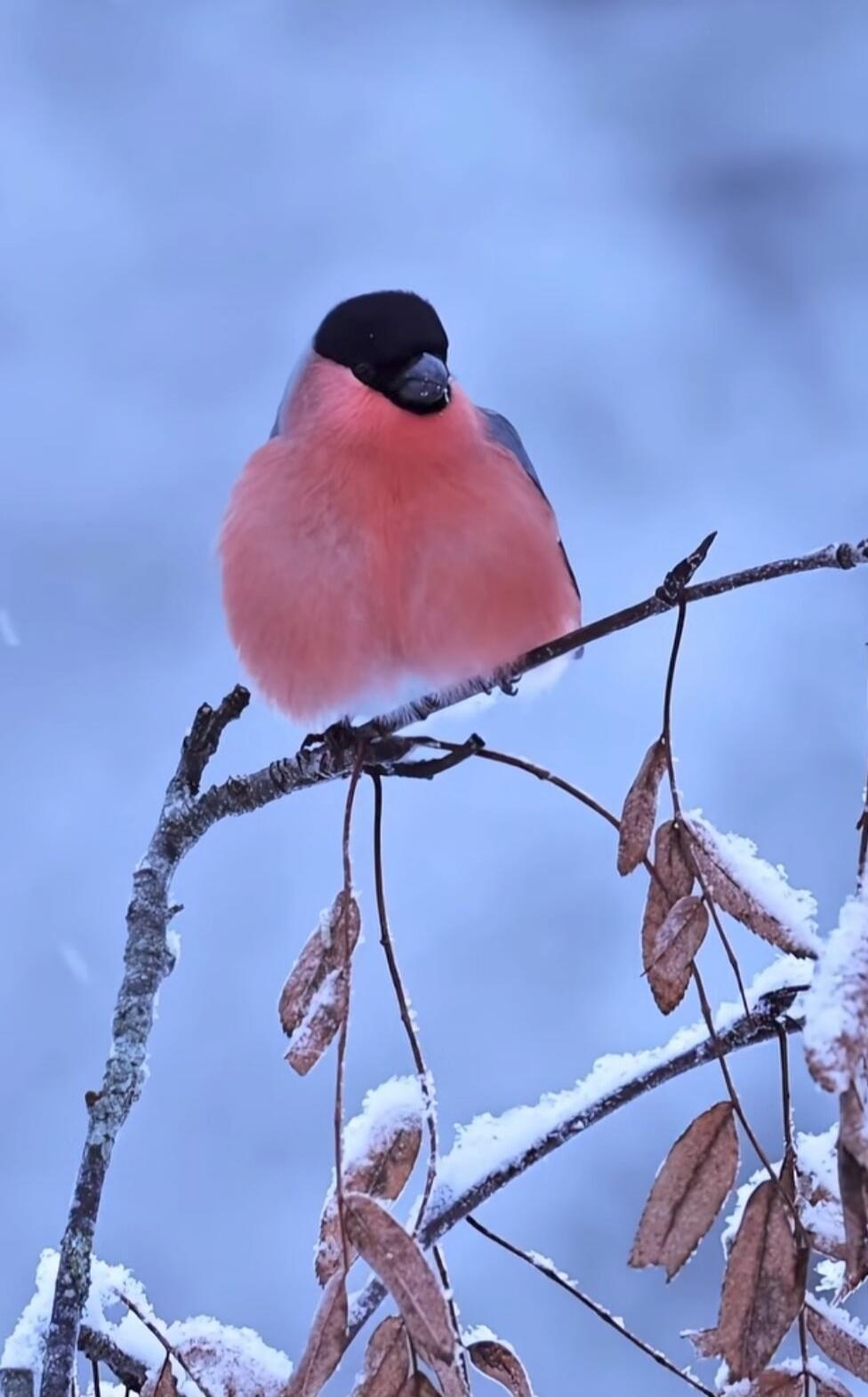 A pinkish-red bird (bullfinch) perched on a snow-covered branch.