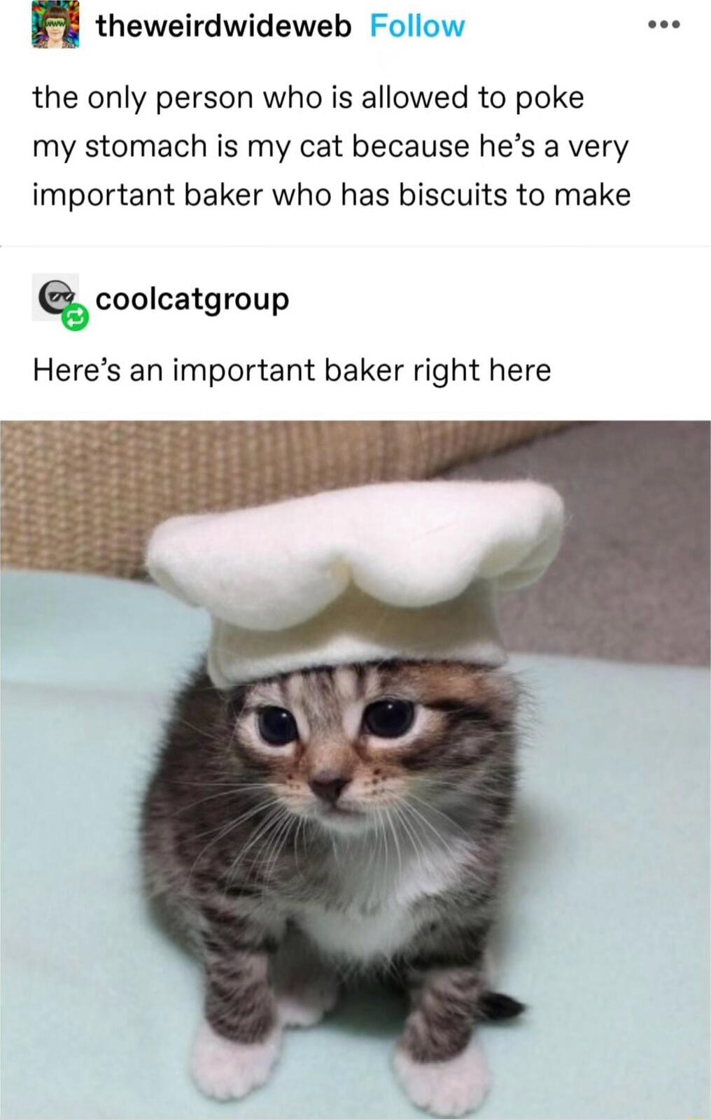 theweirdwideweb Follow the only person who is allowed to poke my stomach is my cat because hes a very important baker who has biscuits to make coolcatgroup Heres an important baker right here