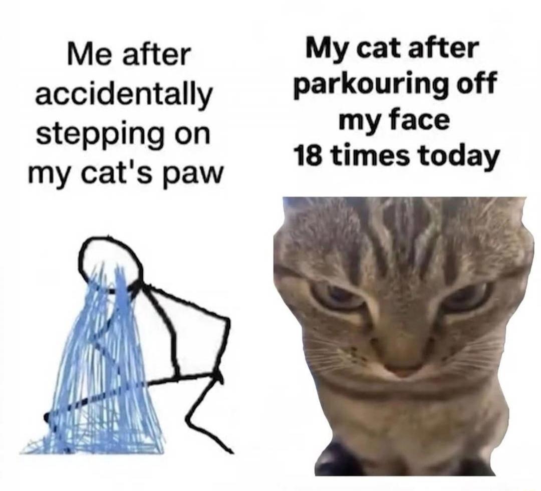 Me after accidentally stepping on my cat's paw My cat after parkouring off my face 18 times today