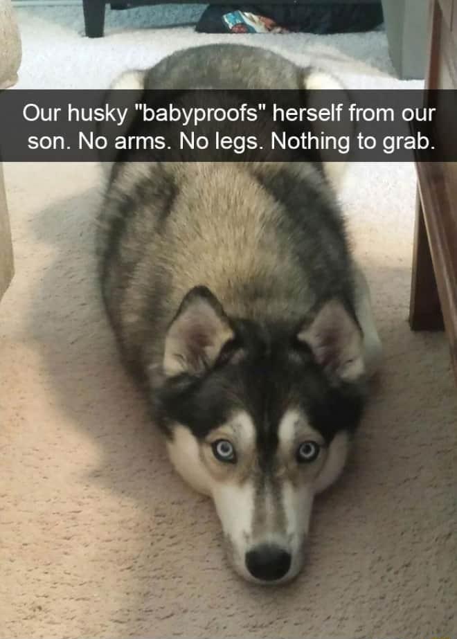 Our husky babyproofs herself from our son No arms No legs Nothing to grab 3
