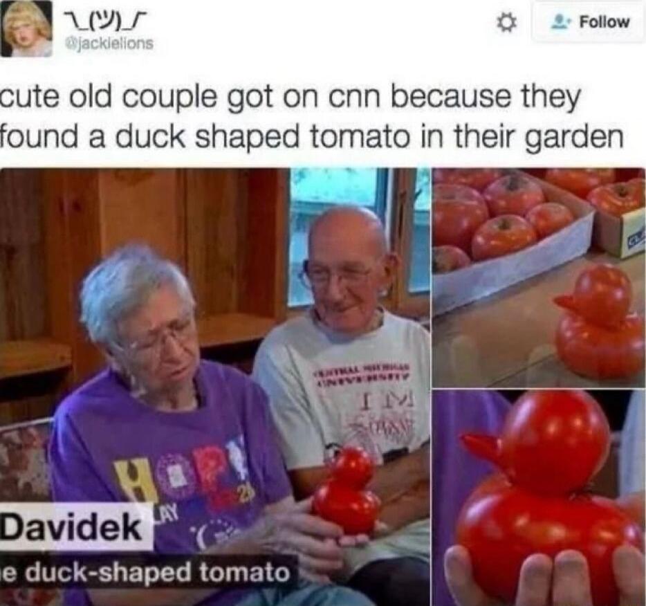 ute old couple got on cnn because they found a duck shaped tomato in their garden shaped tomat