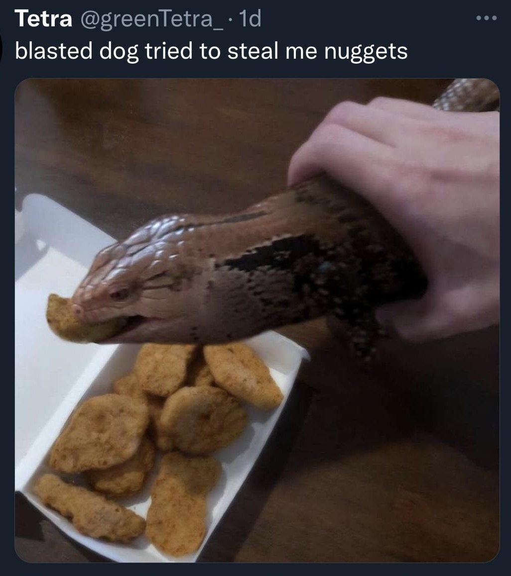 Tetra greenTetra_ 1d blasted dog tried to steal me nuggets o m 0ok QK
