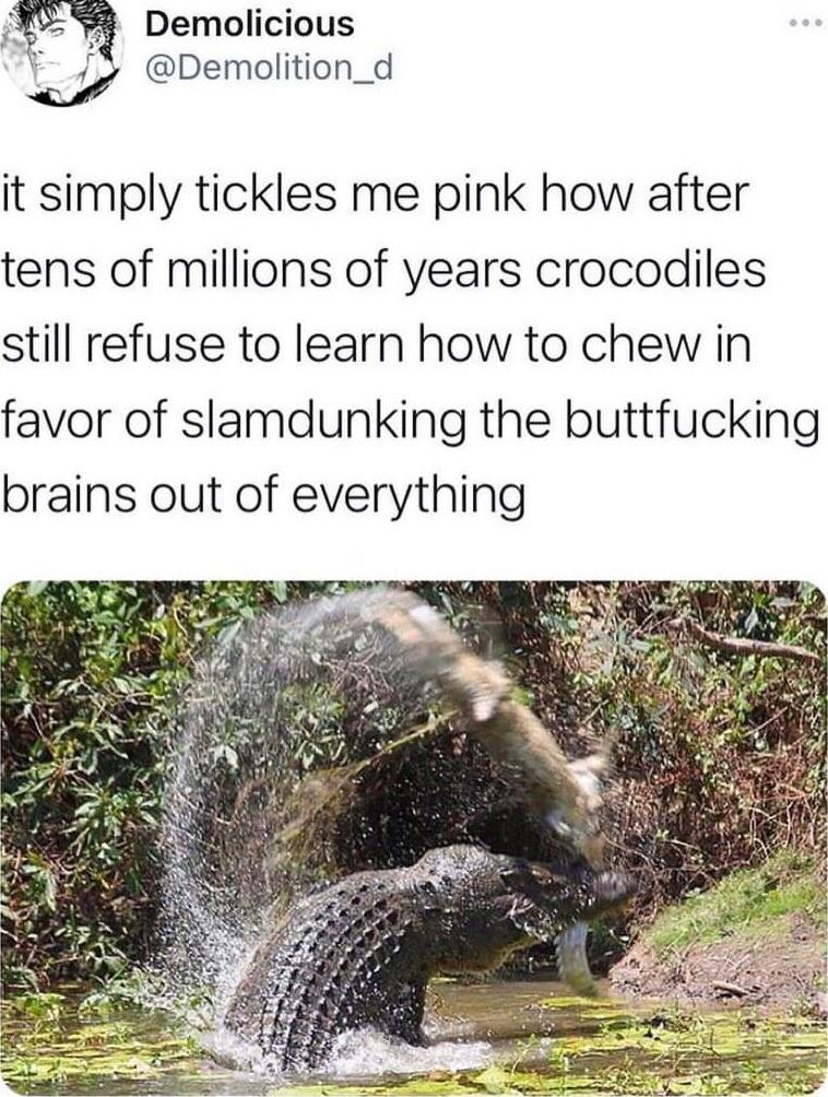 Demolicious Demolition_d it simply tickles me pink how after tens of millions of years crocodiles still refuse to learn how to chew in favor of slamdunking the buttfucking brains out of everything
