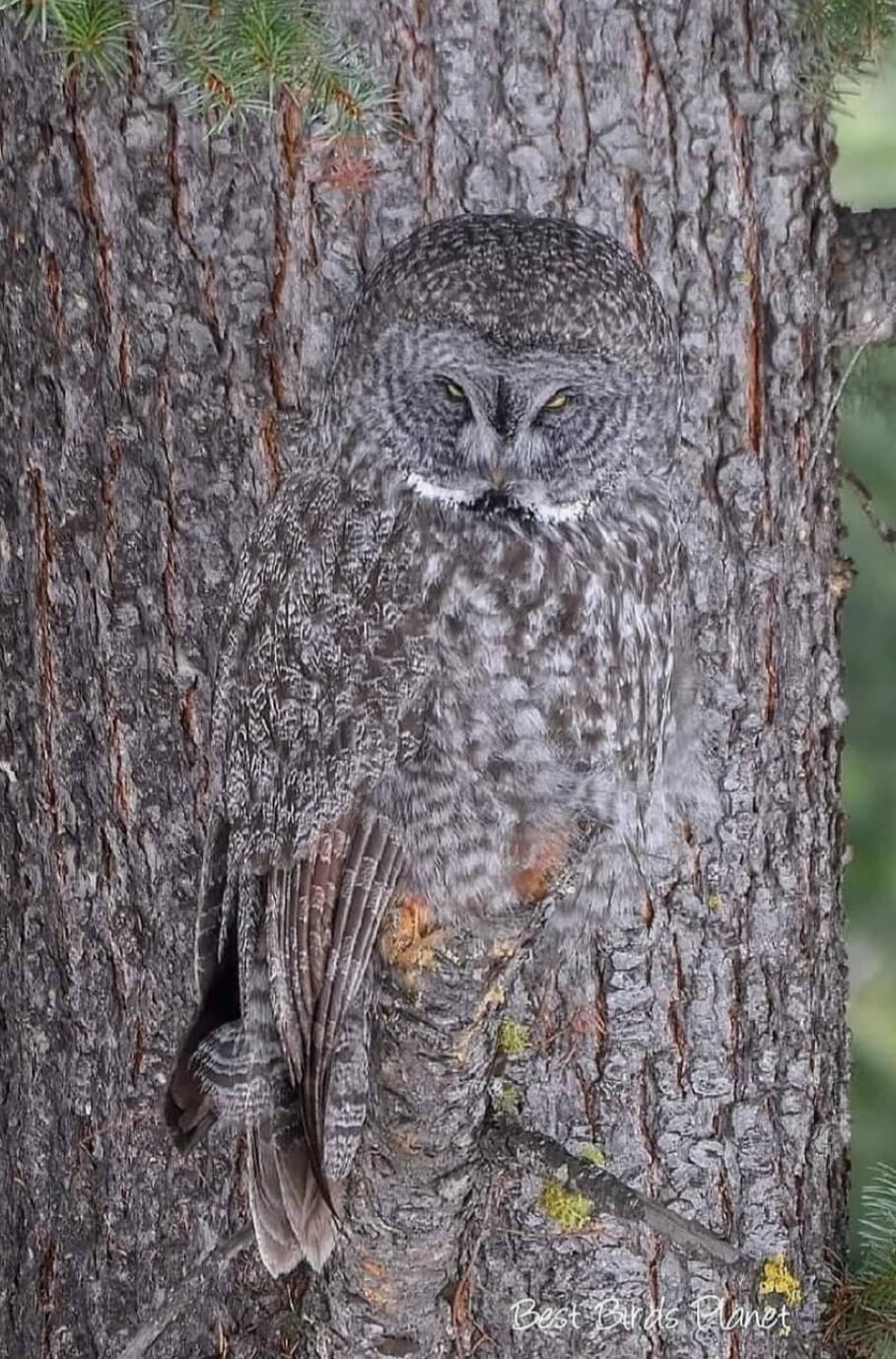An owl perched on a tree trunk with gray-brown feathers and yellow eyes.