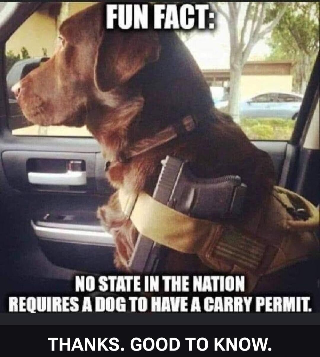 FUN FACT: NO STATE IN THE NATION REQUIRES A DOG TO HAVE A CARRY PERMIT. THANKS. GOOD TO KNOW.
