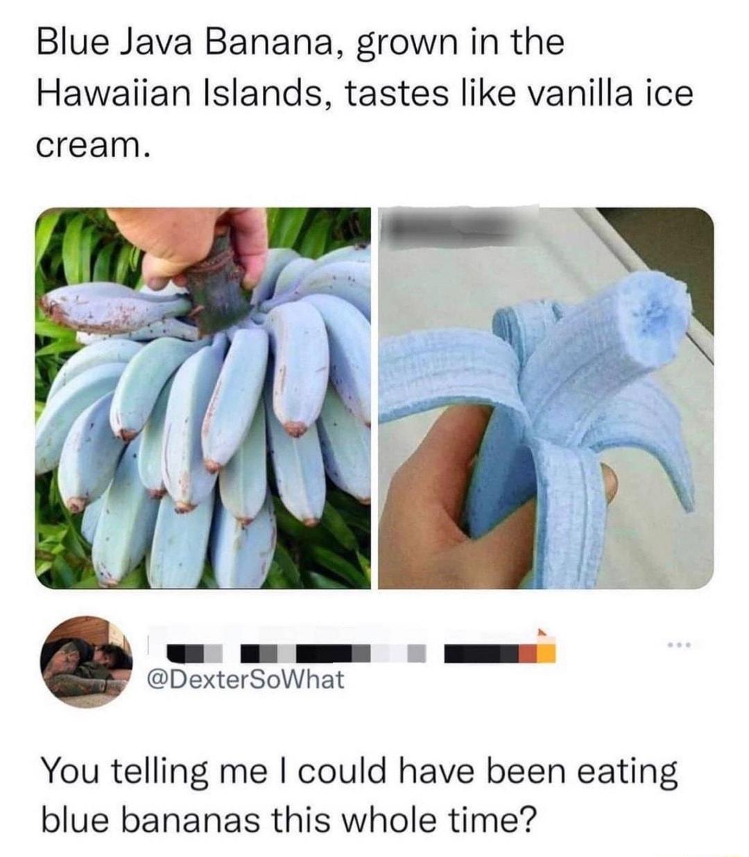 Blue Java Banana grown in the Hawaiian Islands tastes like vanilla ice cream A W E EEEs DexterSoWhat You telling me could have been eating blue bananas this whole time