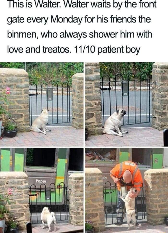 Walter waits by the front gate every Monday for his friends the binmen who always shower him with love and treatos 1110 patient boy