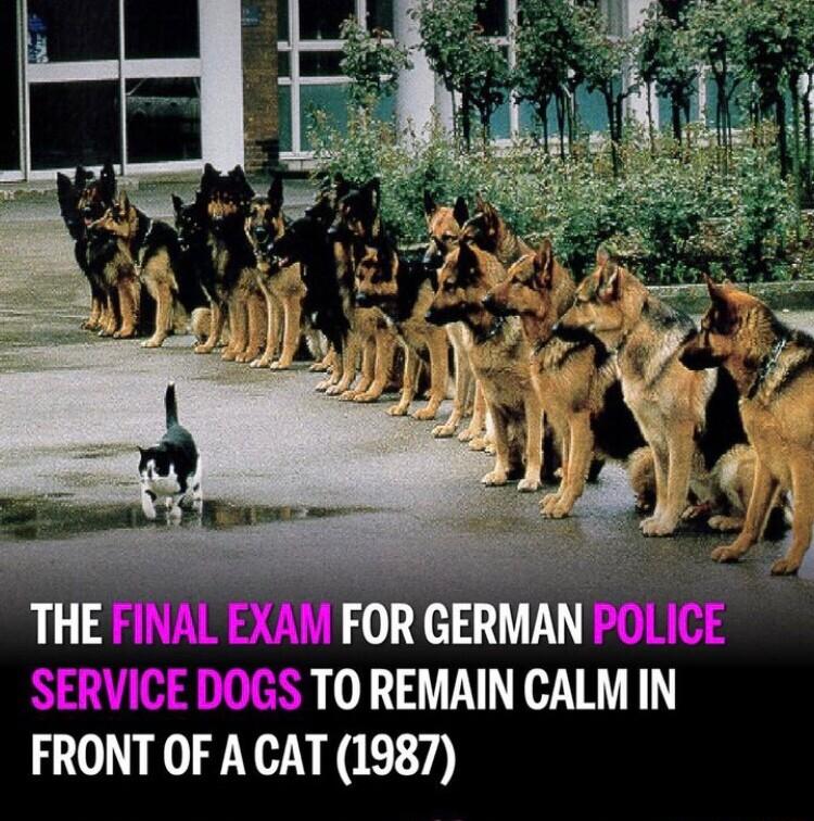 CTHEFINAL XA FOR GERMAN POLICE SERVICE DOGS TO REMAIN CALM N FRONT OF A CAT 1987
